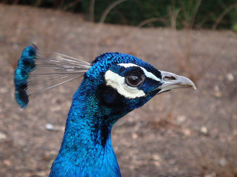 Er waren bij Leeds castle veel dieren. Zoals deze pauw.