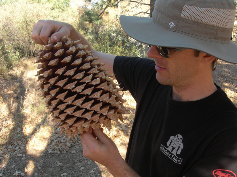 De vetste dennenappel ever. Helaas geen pijnboompit te bekennen.
